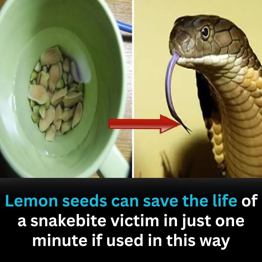 Can Lemon Seeds Really Save a Snakebite Victim in One Minute? Doctors Warn Against a Dangerous Myth