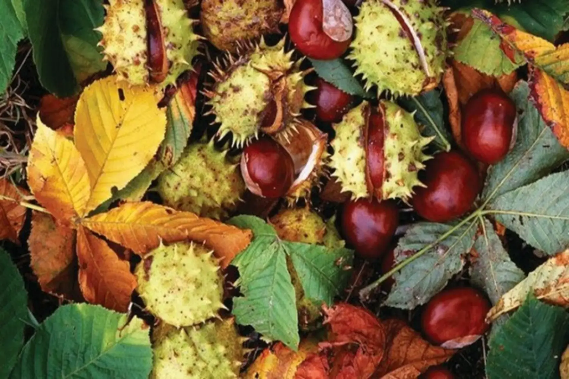 Why Horse Chestnut Is So Effective for Swollen Legs