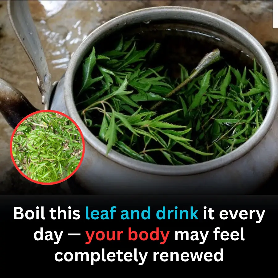 Drinking Polyscias fruticosa Leaf Tea Daily: A Simple Habit Linked to Notable Health Benefits