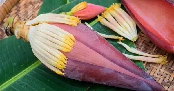 Banana Blossom – A Cheap Dish with Benefits That Even Doctors Find Surprising
