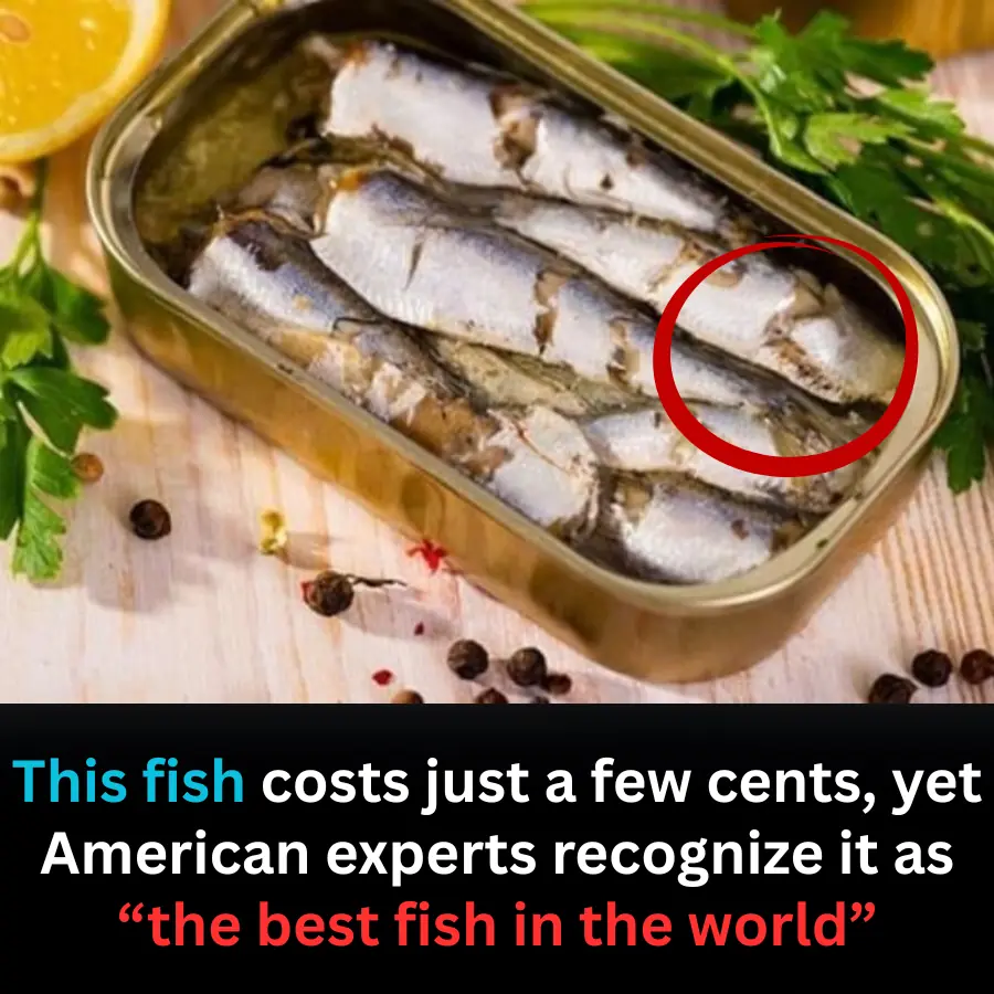 The World’s Best Fish — Shockingly Cheap and Found Everywhere