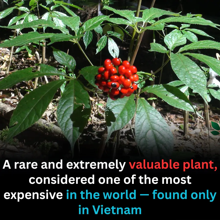 The World’s Rarest and Most Expensive Plant — Found Only in Vietnam