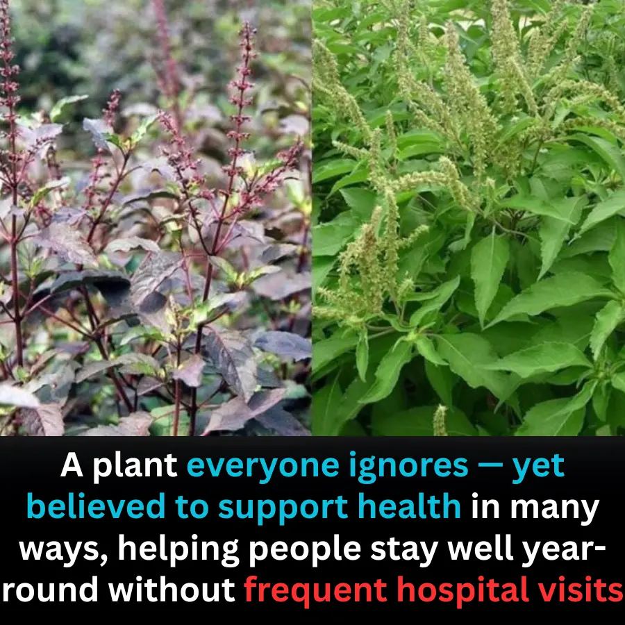 The Overlooked Plant Said to Support Health in Many Ways