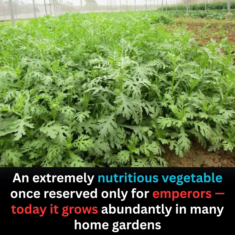 The Vegetable Once Reserved for Emperors — Now Found in Everyday Gardens
