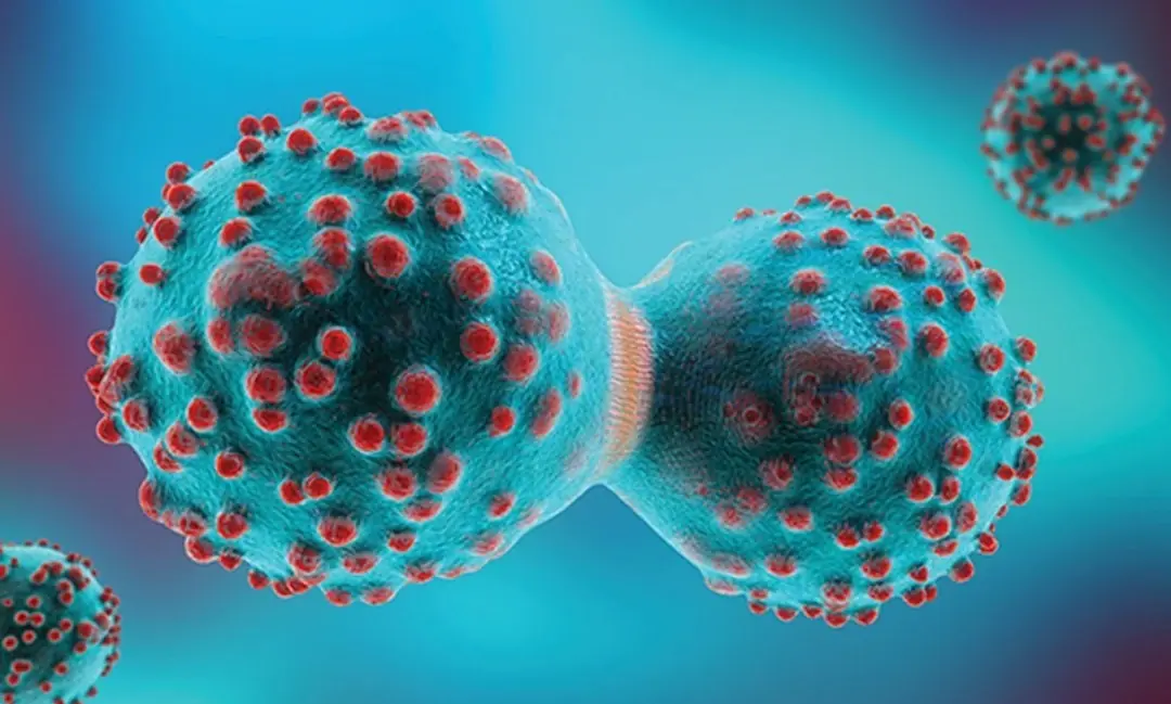 Can Certain Foods Help the Body Fight Can.cer? Here’s What Science Actually Says