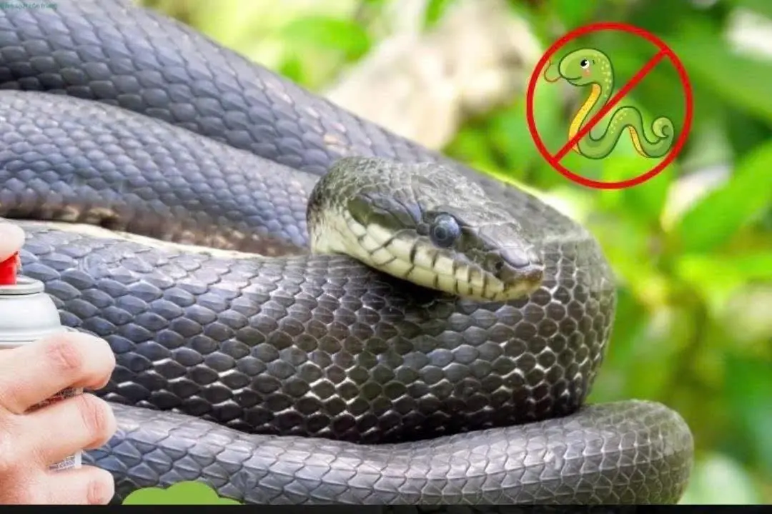 To prevent snakes from entering your house, you can apply the following methods.