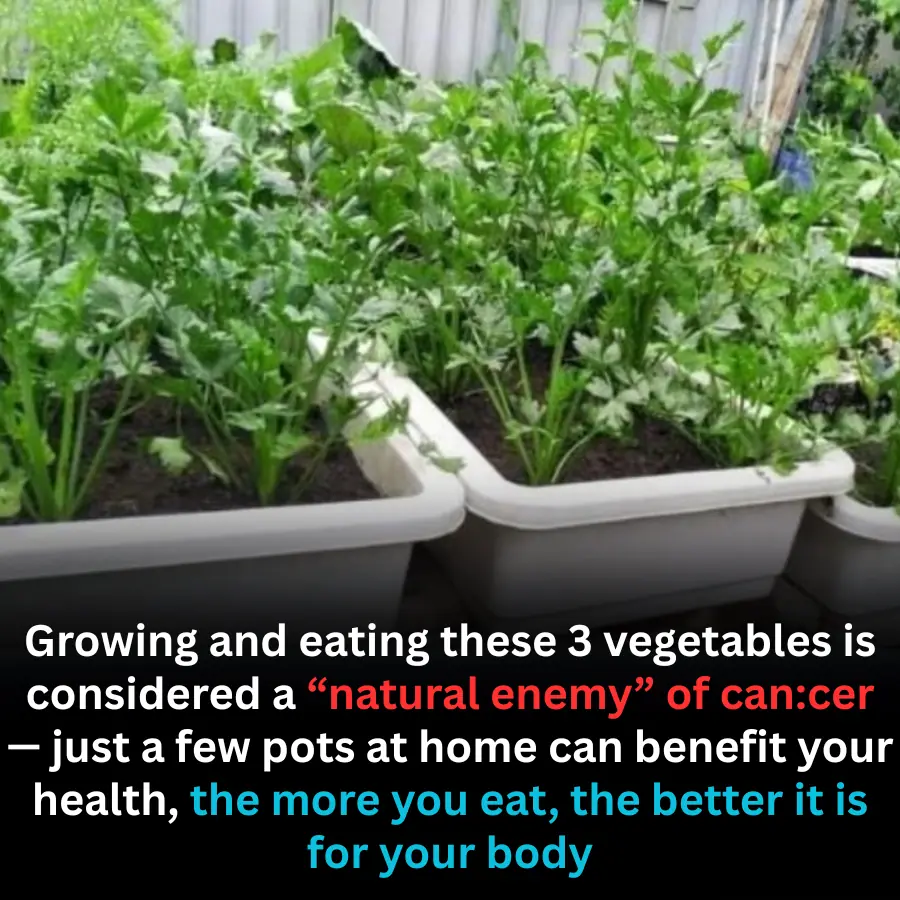 Three Easy-to-Grow Vegetables Linked to Cancer Prevention and Better Health