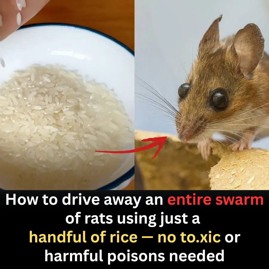 A Simple, Safe Way to Repel Rats Using Only Rice