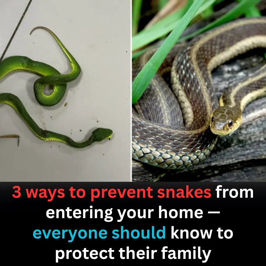 3 Effective Ways to Prevent Snakes From Entering Your Home
