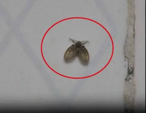 Little Black Bugs in the Bathroom? Here’s What They Are & How to Get Rid of Them for Good