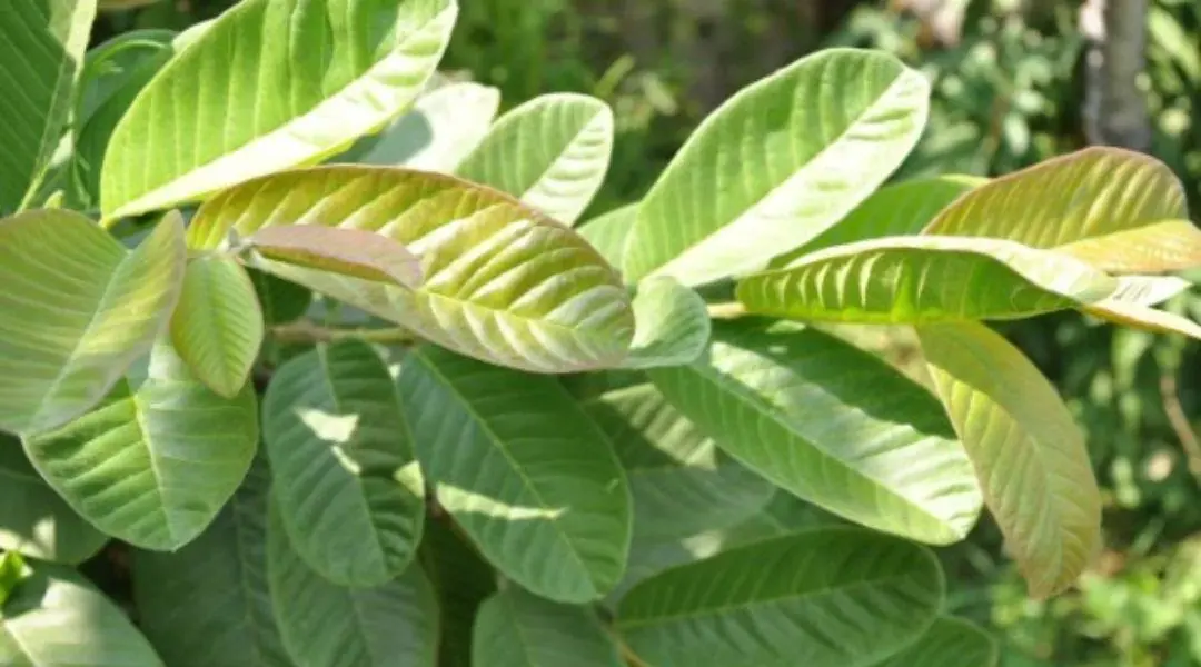 With this leaf in hand, you don't have to worry about diarrhea or health problems will improve