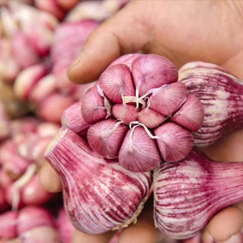 See these 4 garlic bulbs? Don’t buy them… don’t even accept them for free.