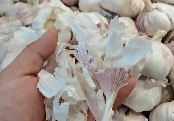 Garlic skins may seem useless, but they can be surprisingly helpful in daily life