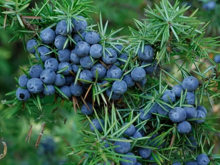 Juniper: An ancient healing plant with powerful modern benefits