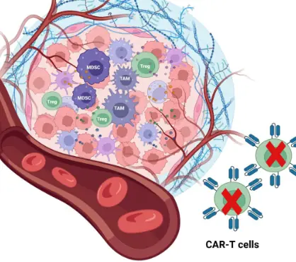 Modified CAR T-Cell Therapy Successfully Eliminates Solid Prostate Tumors in Mice