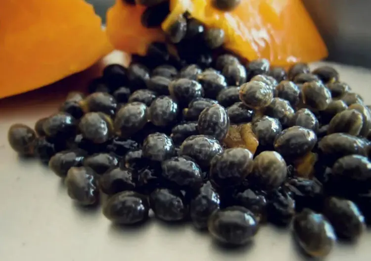 Don’t throw them away – The incredible health perks of papaya seeds you need to know