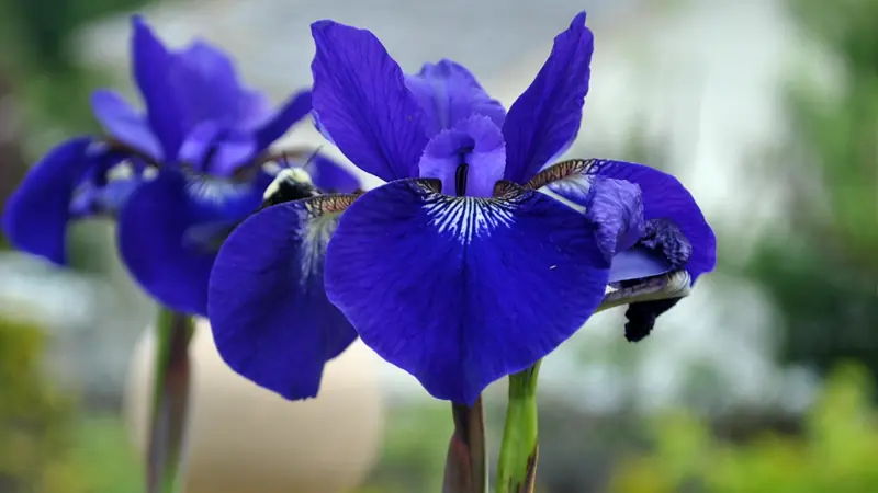 The Iris Flower: A Timeless Symbol of Beauty, Healing, and Hidden Power