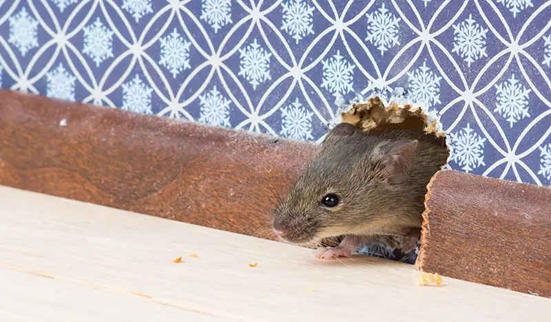 How to drive away an entire rat colony using simple household ingredient