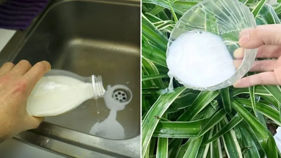 Don’t Throw Away Expired Fresh Milk — Keep It for These 4 Amazing Uses