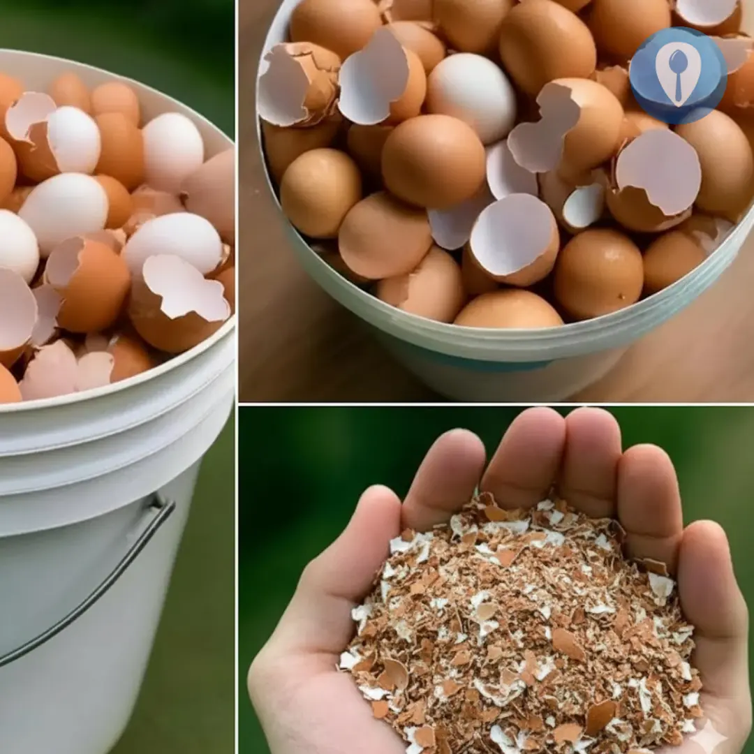 Boil eggshells and say goodbye to the …