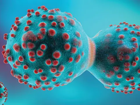 Rapamycin Reduces Lung Tumor Count by Up to 90% in Tobacco-Exposed Models