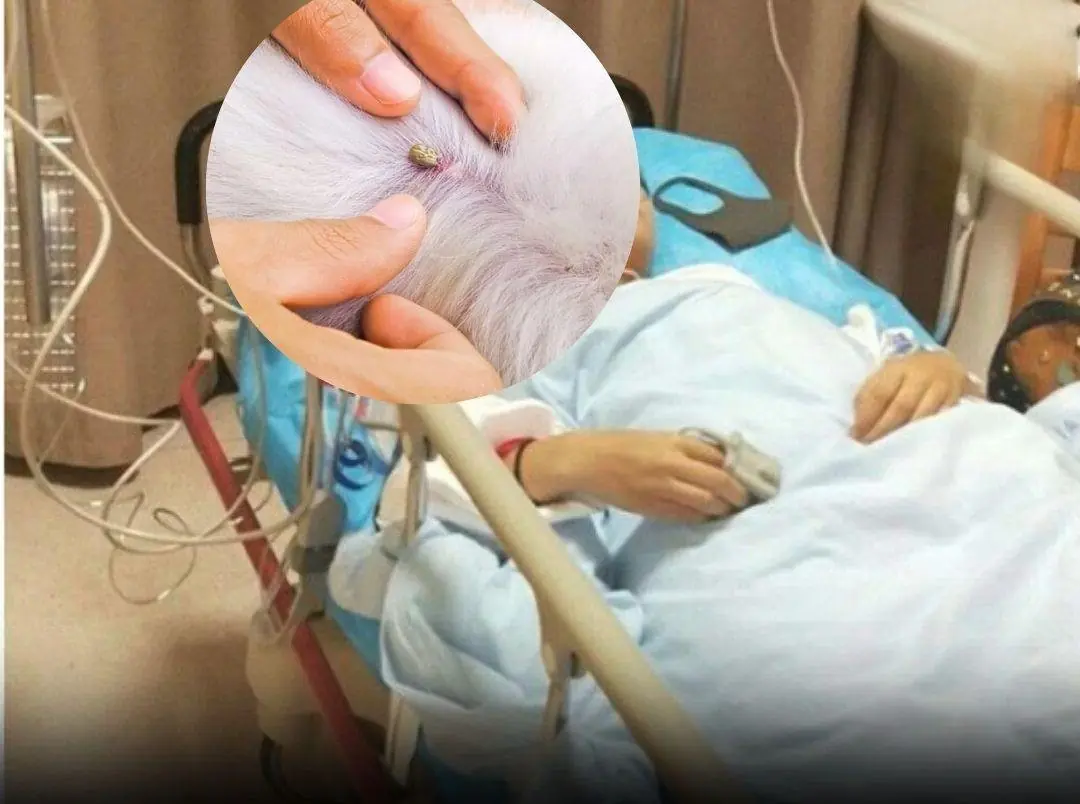 Pay attention when there are more and more dog and cat tapeworms