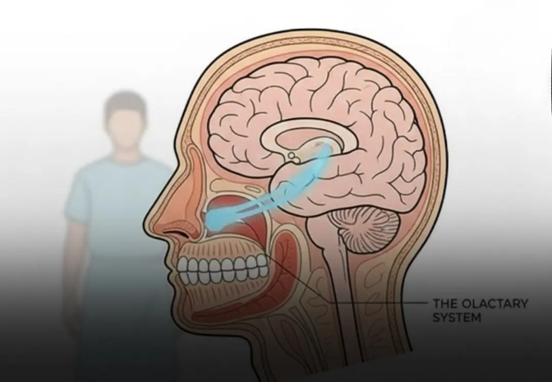 It all begins in the nose