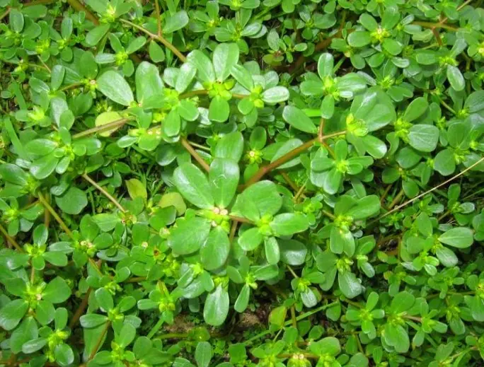 The “Useless Weed” You Keep Pulling Out Is Actually a Superfood — In Japan It’s Called a Longevity Vegetable, Yet Most People Still Throw It Away