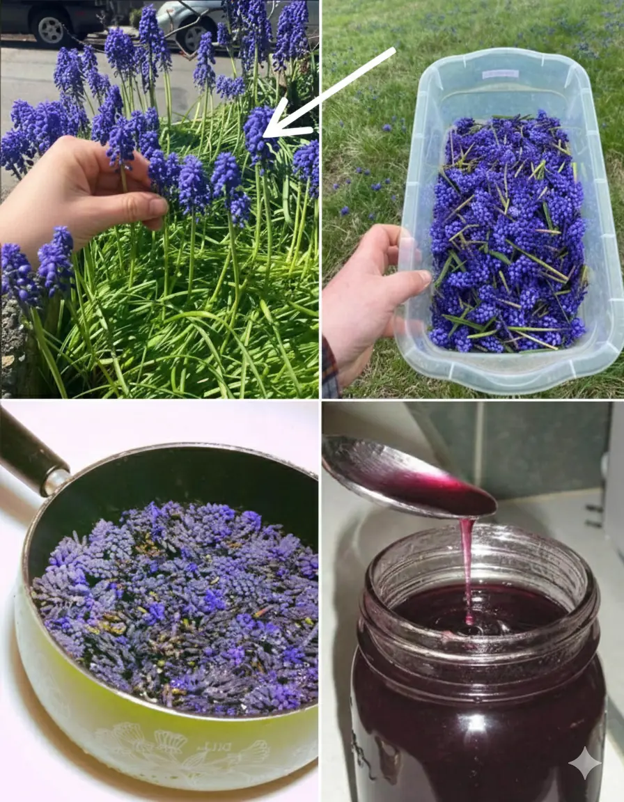 Grape Hyacinth (Muscari): A Tiny Spring Wonder with Surprising Benefits and Uses