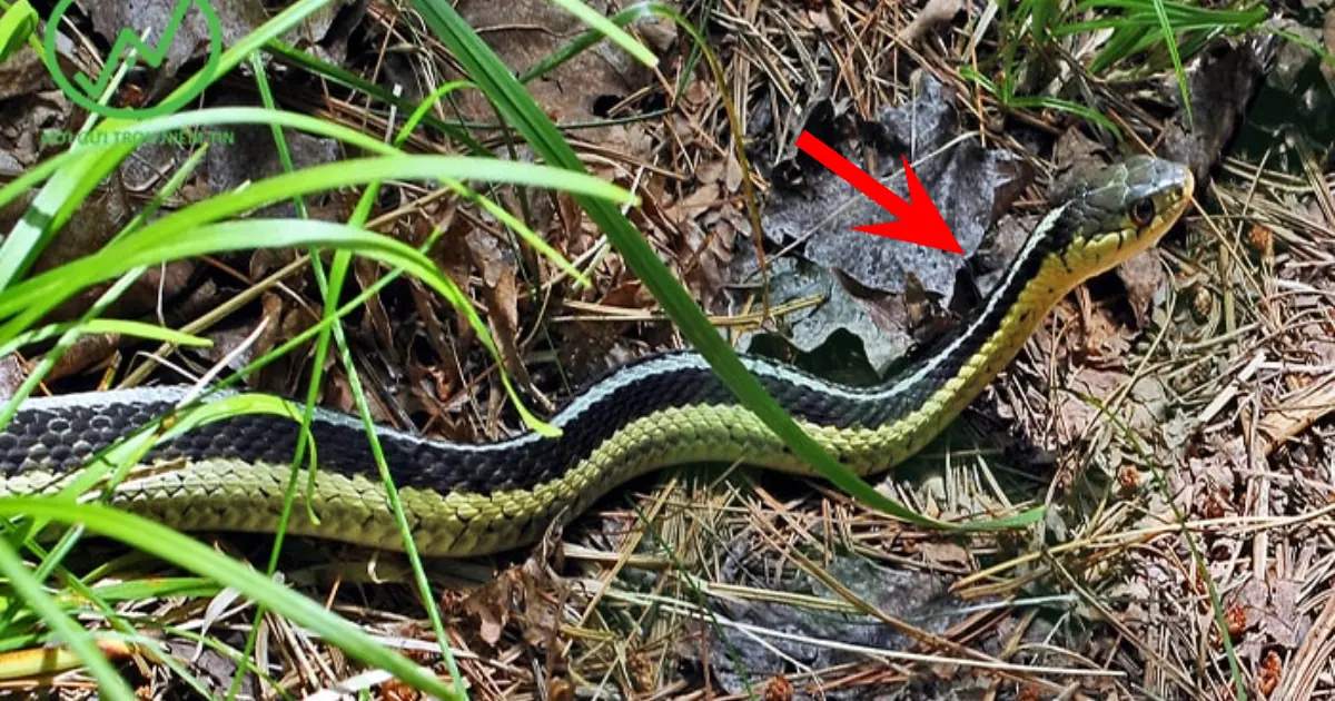 Snakes are af.raid of these 5 plants - Plant them around your house to repel snakes and protect your family