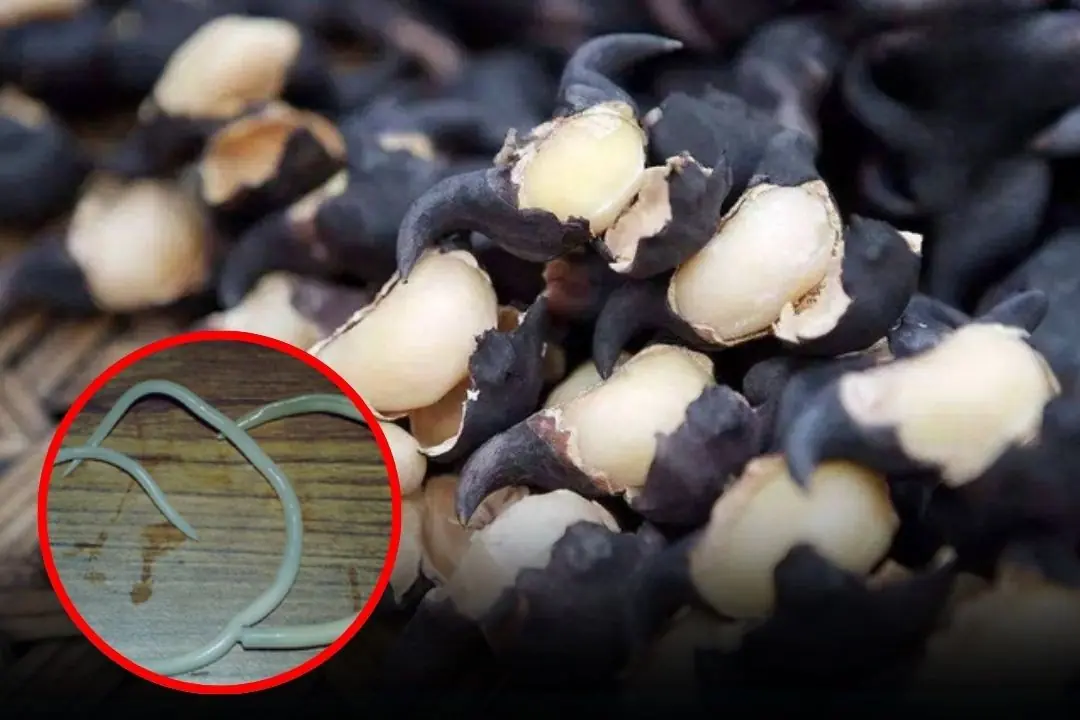 Raw Veggies Might Be Hiding Worms: 5 Types You Shouldn’t Eat Uncooked