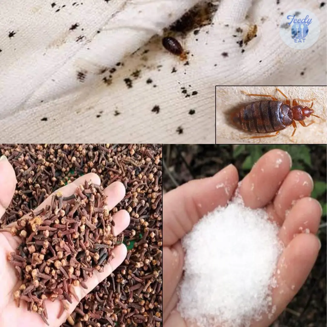 How to Quickly Eliminate Bed Bugs, Cockroaches, Fruit Flies, and Other Insects from Your Home