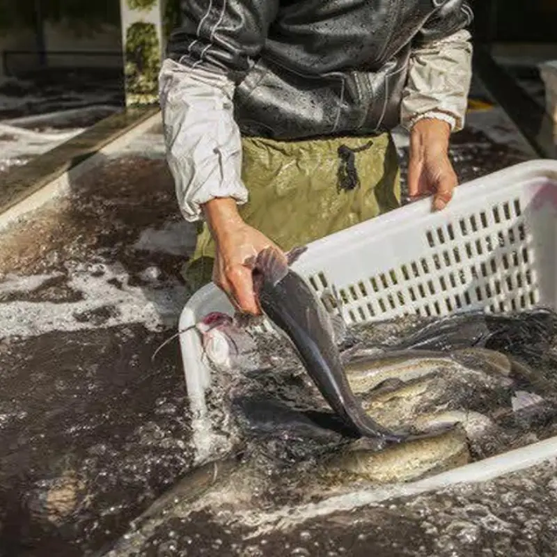 WHO warns: Stop immediately if you are eating too much of these four types of fish