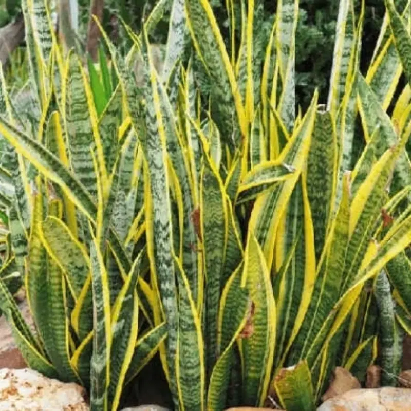 Warning: Snake Plants May Be Taboo for Some Ages Planting One Could Hurt Your Finances