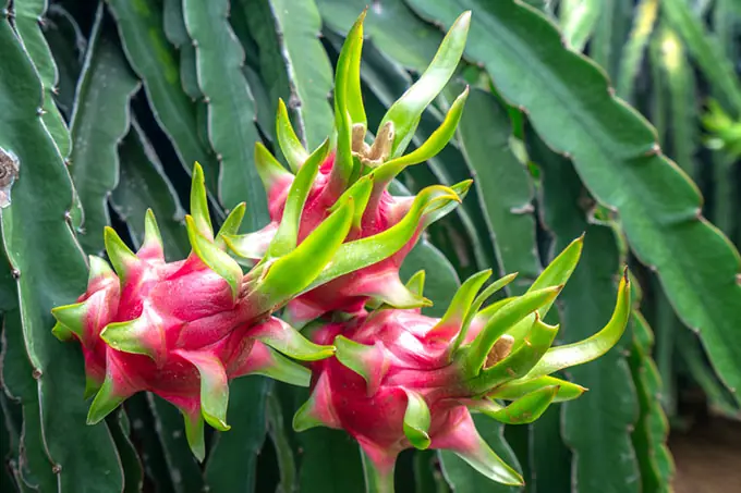 Seven Fruit Trees That Beautify Your Garden and Fill Life With Simple Joy