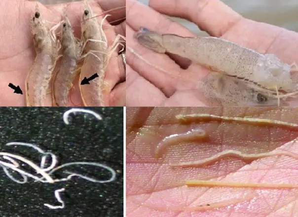 3 'extremely to.xic' parts of shrimp are full of parasites, don't try to eat them or it will harm your health