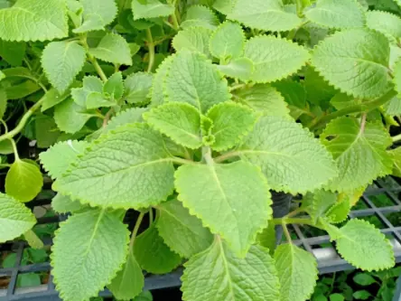 A Scientific Look at Oregano’s Role in Supporting Wellness