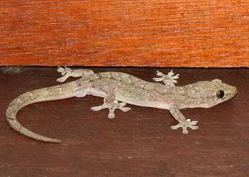 If geckos keep showing up in your house - Try these simple tips to keep them from returning
