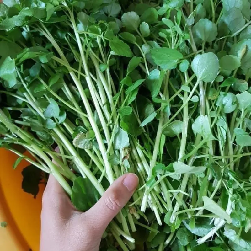 People everywhere are talking about a vegetable believed to have extraordinary can.cer-fighting power.