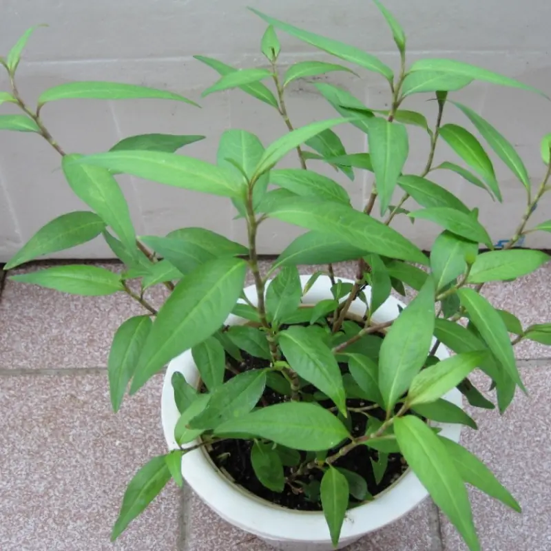 “No Matter How Small Your Home Is, Grow This Plant”: Why Small-Space Greens Are Trending