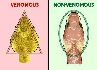 If a Snake Bites You, These First Actions Could Save Your Life