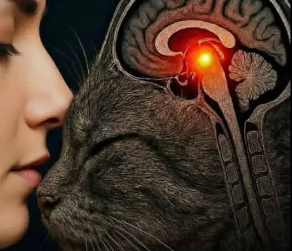 The surprising reason your cat wants to sleep in your bed