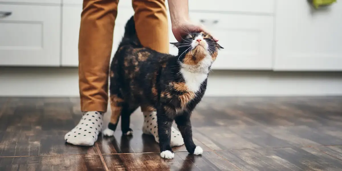Why do cats rub themselves against you? It’s not because they love you
