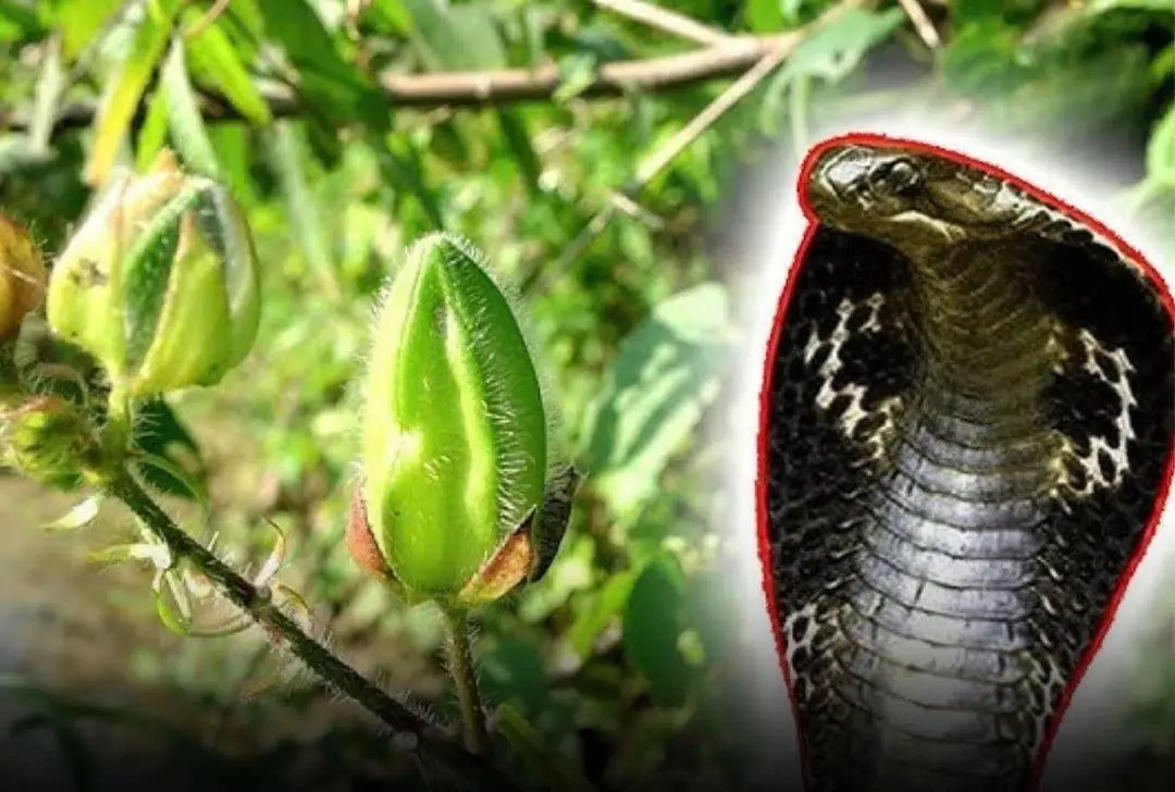 Snakes Hate These 5 Plants — Grow Them on Your Balcony to Keep Your Home Safe