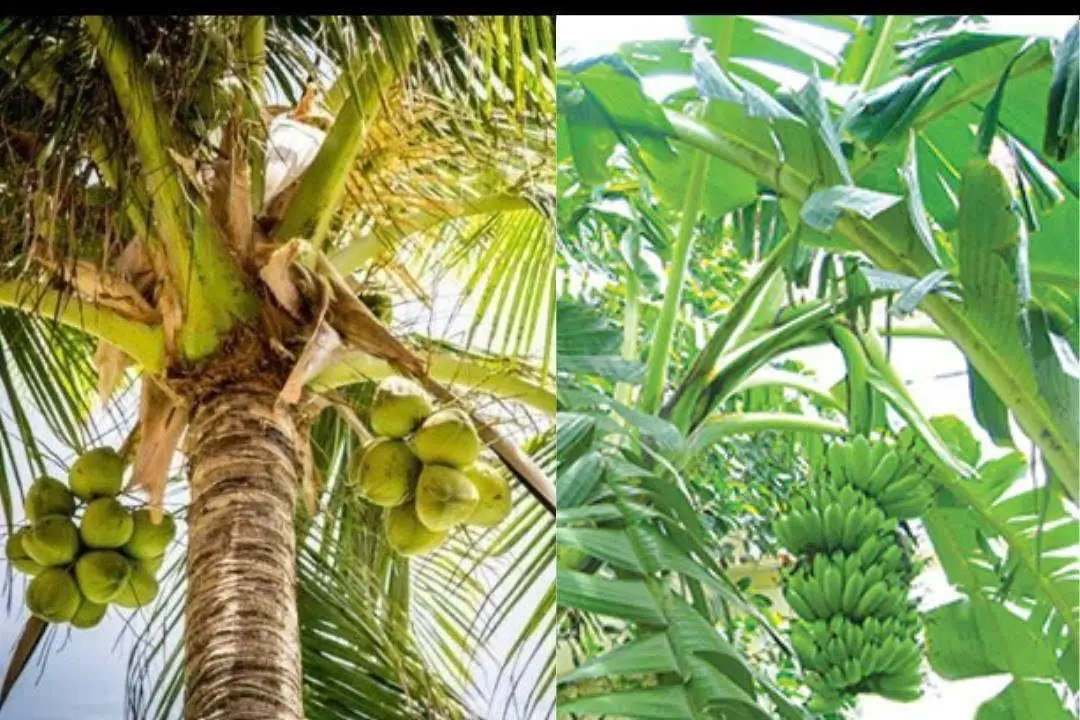 Homeowners should avoid these trees