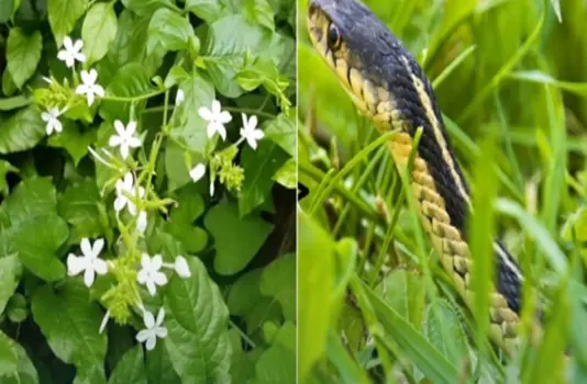 3 flowers that make snakes tremble with fear — beautiful and safe to plant around your home