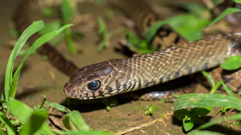 7 scents snakes hate and how to use them around your home