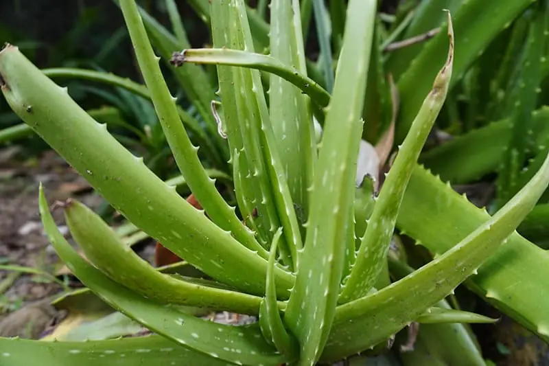 These 5 plants help reduce formaldehyde, capture fine dust, and improve indoor air quality