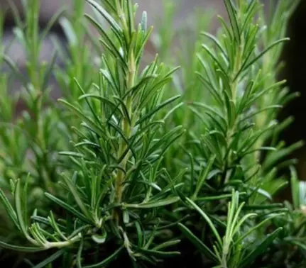 Benefits of this plant for the elderly: a natural ally for healthy aging