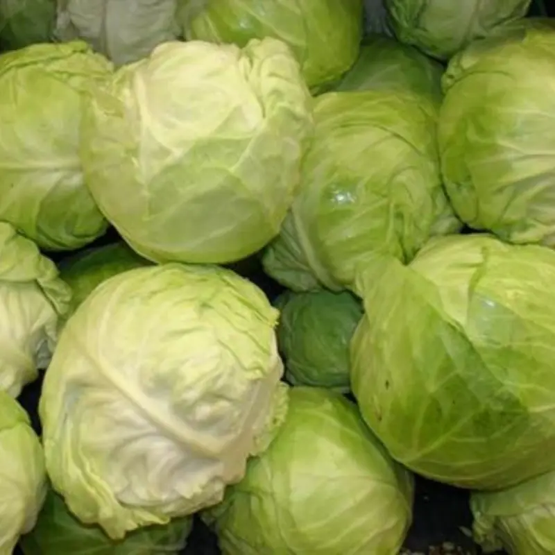 Who Should Avoid Eating Cabbage: Important Health Warnings
